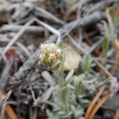 Antennaria rosea confinis