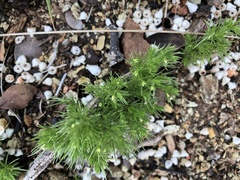 Galium andrewsii