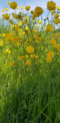 Ranunculus acris