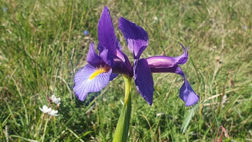 Image of Iris boissieri by (c) Martiño Cabana Otero, some rights reserved (CC BY)