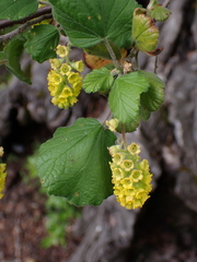 Nolan Exe, CC BY, iNaturalist via GBIF Ribes trilobum, photograph Nolan Exe, CC BY, iNaturalist via GBIF