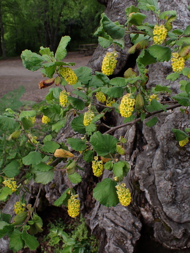 Ribes trilobum, photograph 5