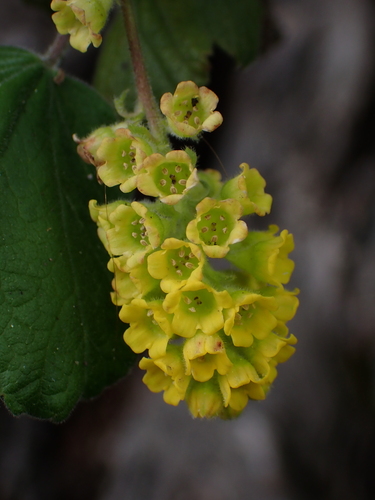 Ribes trilobum, photograph 2