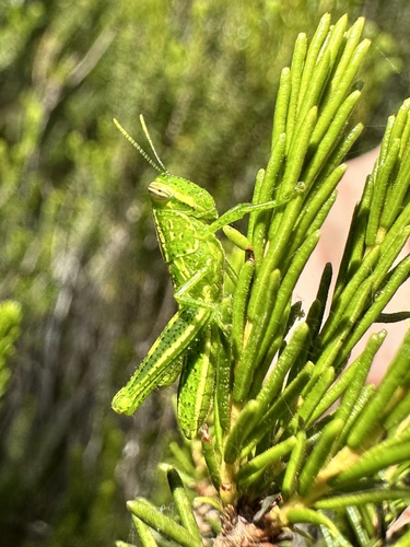 Rosemary Grasshopper photo 3