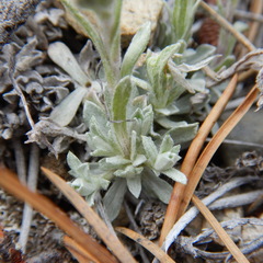 Antennaria rosea confinis