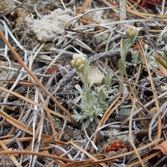 Antennaria rosea confinis