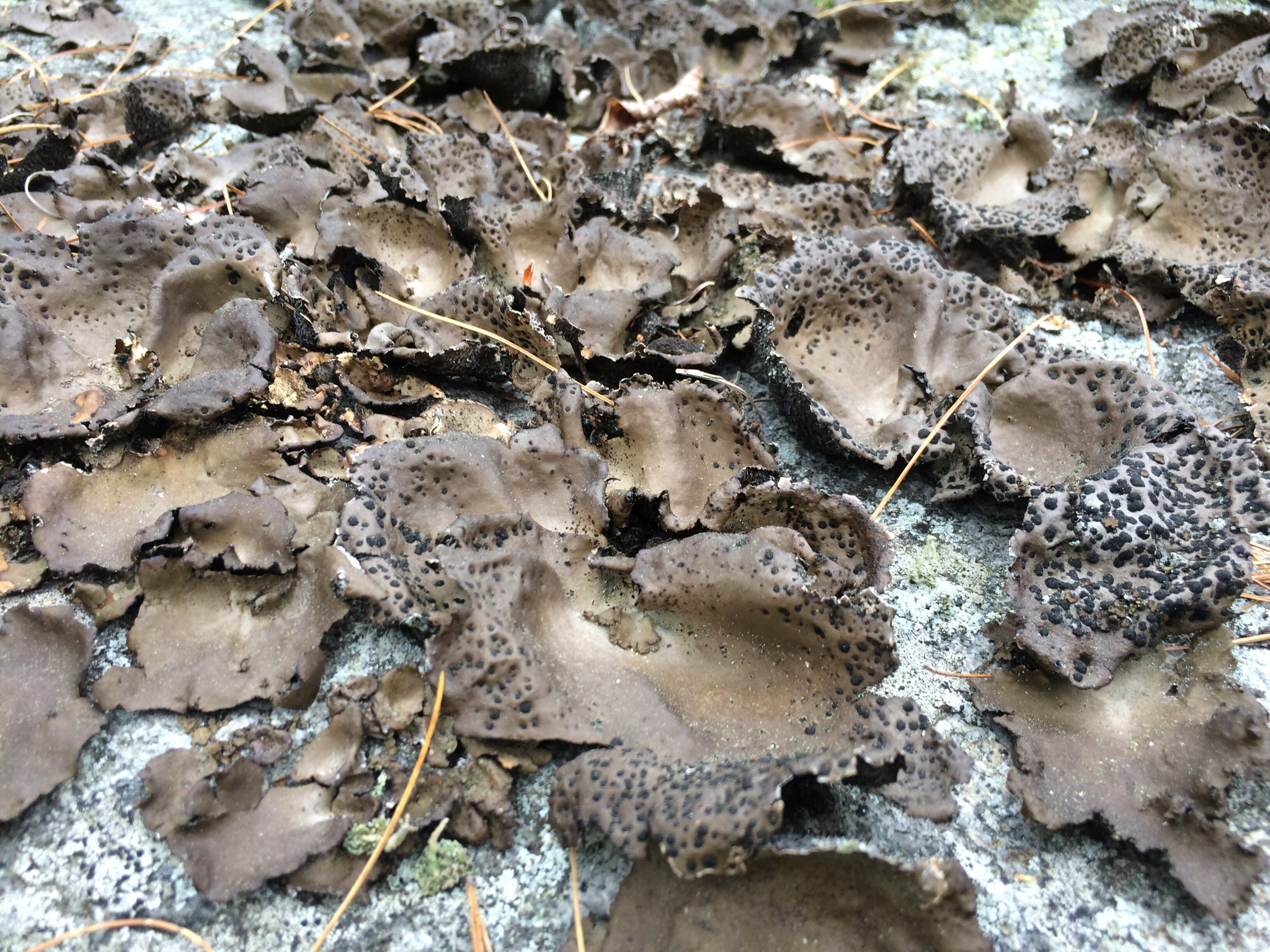 Umbilicaria muehlenbergii image