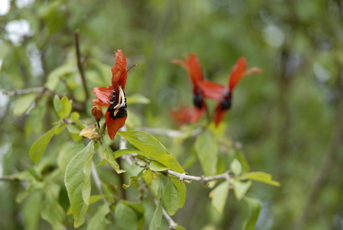 Image of Ruttya fruticosa by (c) timharris, some rights reserved (CC BY)