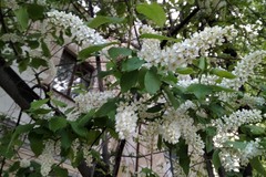 Prunus padus