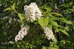 Prunus padus
