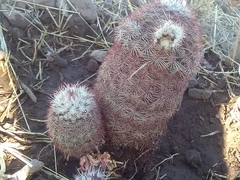 Echinocereus pectinatus rutowiorum
