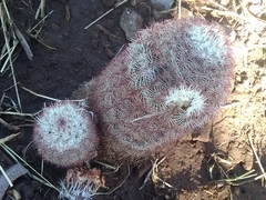 Echinocereus pectinatus rutowiorum