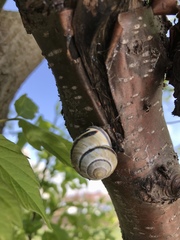 Cepaea nemoralis
