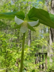 Trillium