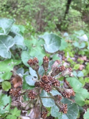 Petasites paradoxus