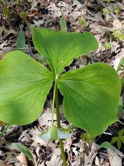 Trillium