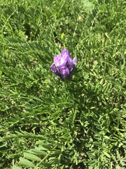 Astragalus agrestis