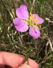 Rhexia mariana mariana