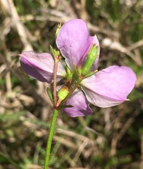 Rhexia mariana mariana