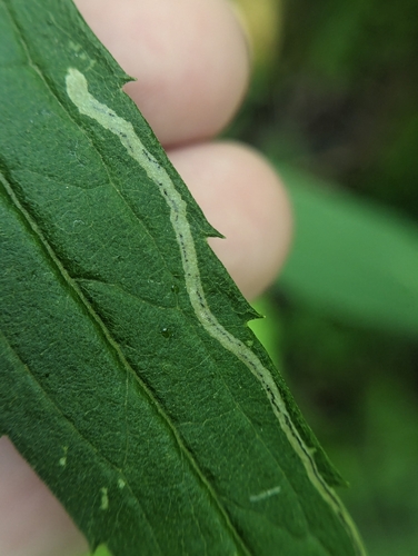 Liriomyza eupatorii photo 2