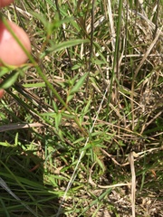 Rhexia mariana mariana