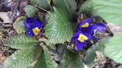 Primula × polyantha