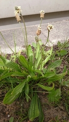Plantago lanceolata