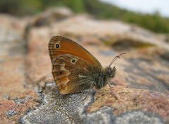 Coenonympha corinna