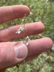 Lithophragma heterophyllum