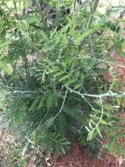Vachellia campechiana