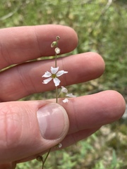 Lithophragma heterophyllum
