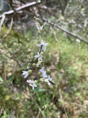 Lithophragma heterophyllum