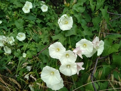 Calystegia occidentalis occidentalis