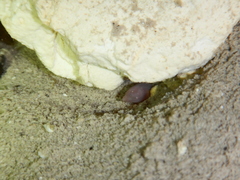 Ophisternon infernale