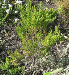 Erica nutans