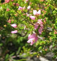Erica nutans