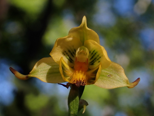 Image of Gavilea odoratissima by (c) Nolan Exe, some rights reserved (CC BY)