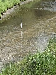 Ardea alba