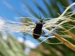 Catorhintha apicalis