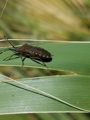 Catorhintha apicalis