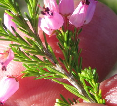 Erica nutans