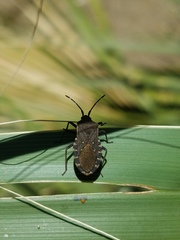 Catorhintha apicalis