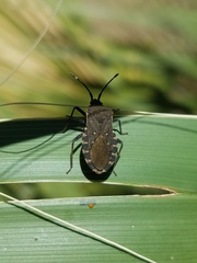 Catorhintha apicalis