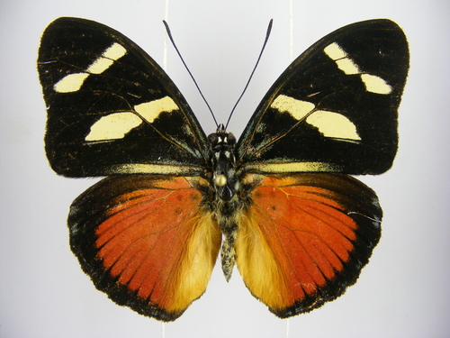 Equatorial Mimic Forester