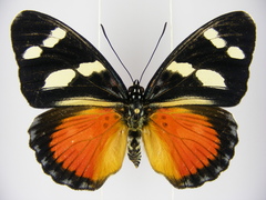 Euphaedra imitans
