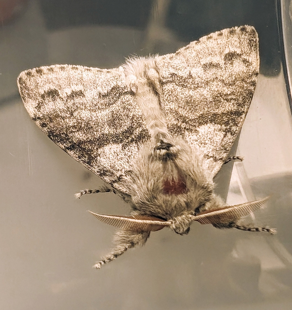Pale Tussock Moth from Wrington Crescent, Bristol BS13 7LH, UK on June 2, 2024 at 0631 PM by J