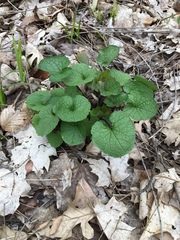 Alliaria petiolata