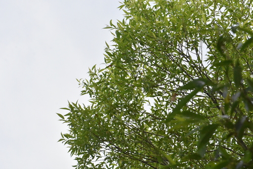 Image of Salix euxina by (c) Марина Садыкова, some rights reserved (CC BY)