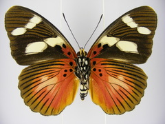 Euphaedra imitans