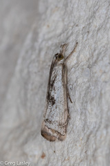 Microcrambus croesus